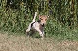 FOX TERRIER 075